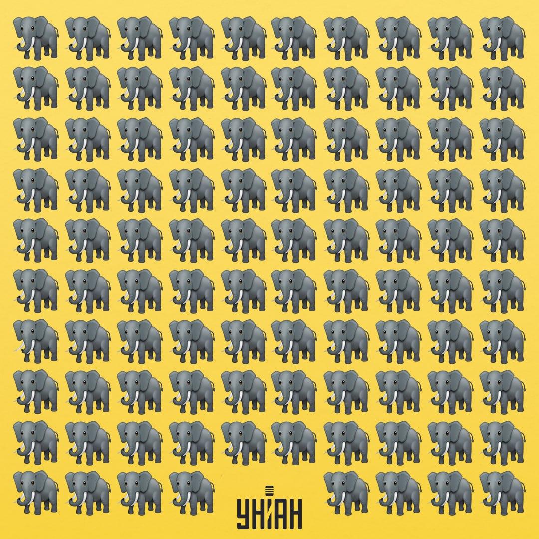 Wir müssen einen seltsamen Elefanten finden / Collage Moje