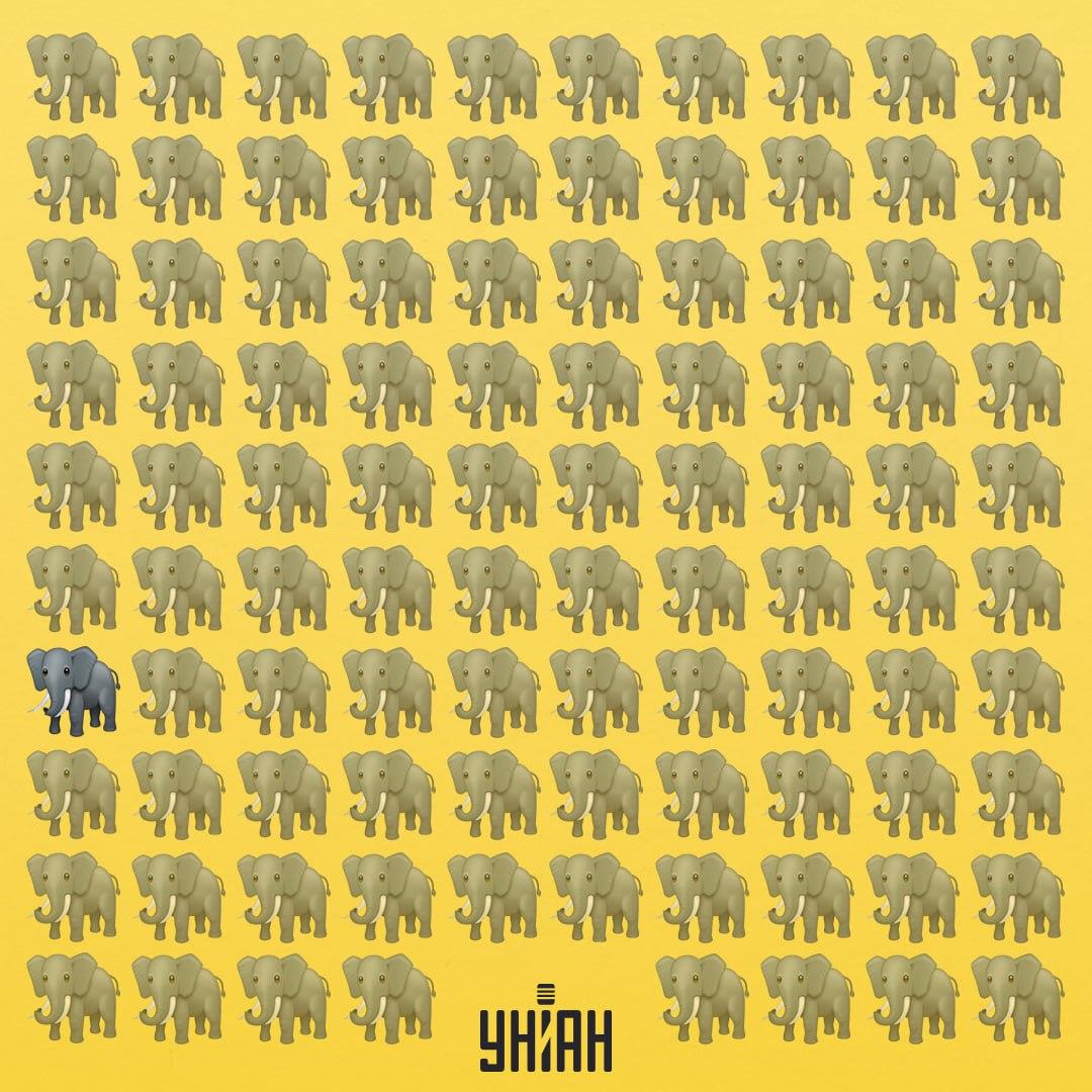 Einer der Elefanten hat einen anderen Rüssel als die anderen / Moje collage