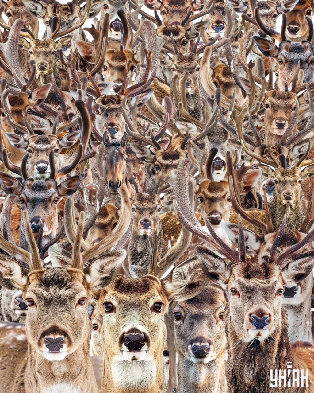 Finde ein Pferd unter den Rehen / Moje-Collage