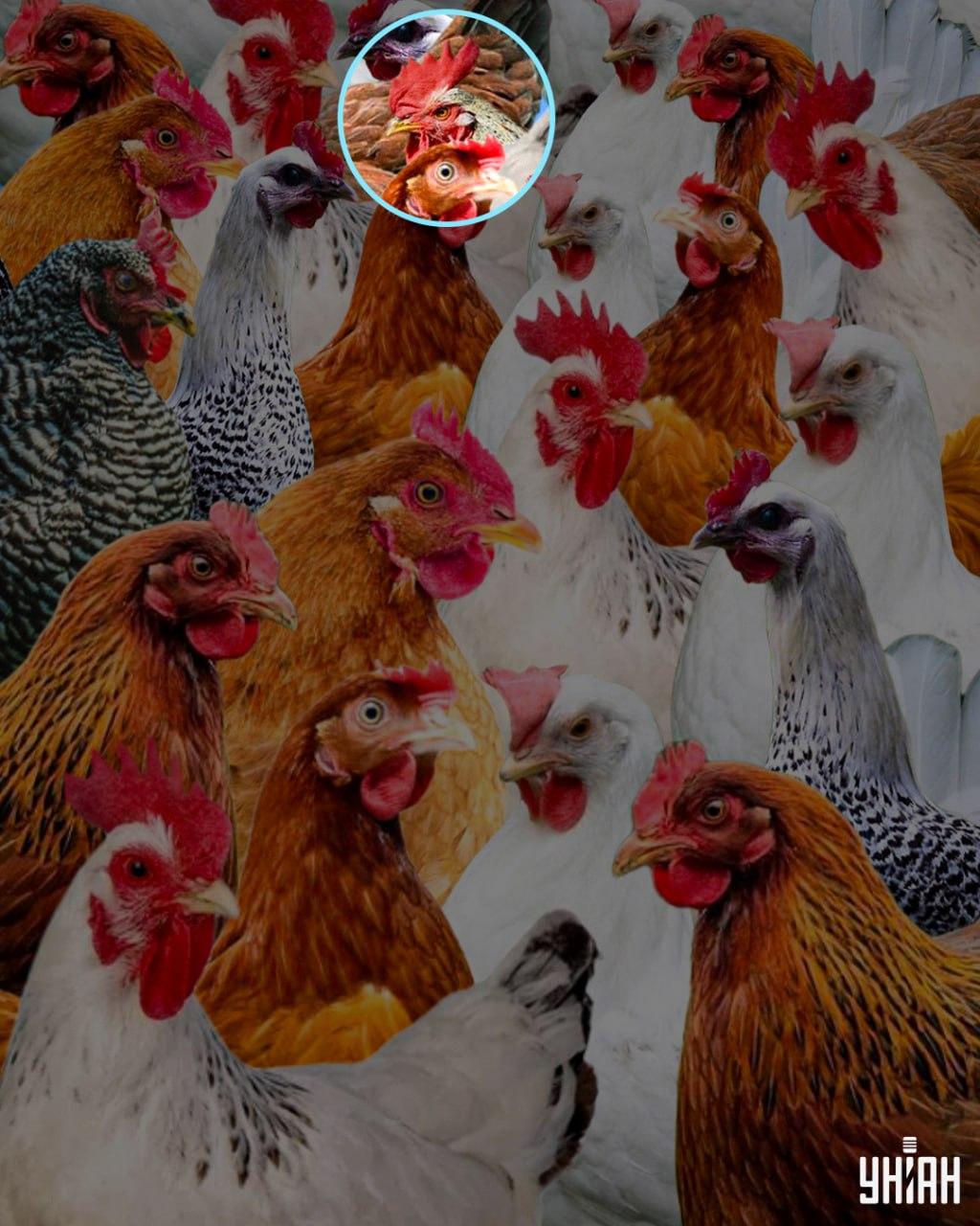 Als schlau bezeichnete man einen Hahn, der. 