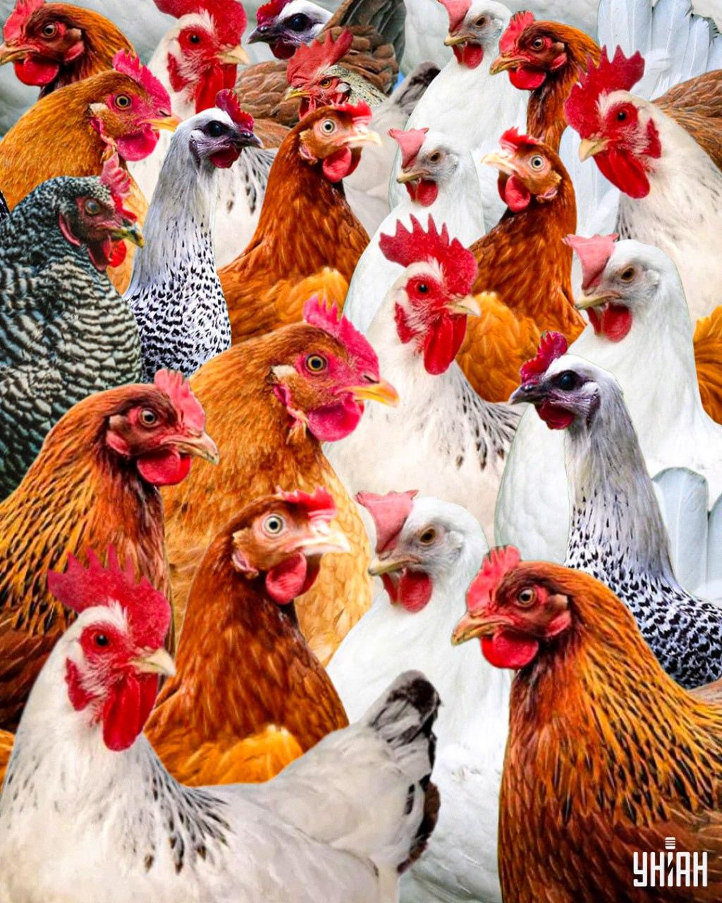 Es dauert weniger als 10 Sekunden, einen gerissenen Hahn zu finden / Moje collage