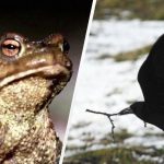 Du hast die Augen eines Falken, wenn du in 7 Sekunden einen Frosch unter den Krähen siehst: ein erstaunliches Puzzlespiel Du hast die Augen eines Falken, wenn du in 7