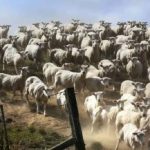 Ein Rätsel für Menschen mit gutem Sehvermögen: Sie müssen den