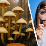 Finde 3 Unterschiede in 11 Sekunden: ein schneller IQ-Test