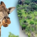 Finde alle Tiere auf dem Bild in 10 Sekunden: ein