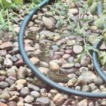 Interessanter IQ-Test: Versuche, den versteckten Frosch in nur 5 Sekunden