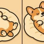 IQ-Test: Finde 3 Unterschiede in einem Bild von einem schlafenden Hund in 51 Sekunden. IQ-Test: Finde 3 Unterschiede in einem Bild von einem schlafenden