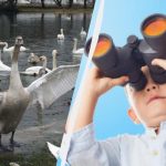 Jeder sieht Chinaschwäne, aber nur ein Unikat findet eine Ente