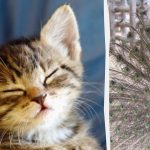 Jeder sieht einen Pfau, und nur Menschen mit hohem IQ