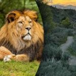 Nur ein Genie würde einen Löwen in 8 Sekunden finden: