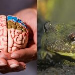Nur erstaunlich fähige Menschen können einen Frosch in 5 Sekunden