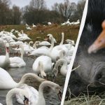 Nur Menschen mit einem erstaunlichen IQ können in 10 Sekunden eine Gans unter Schwänen erkennen: kein leicht zu lösendes Rätsel Nur Menschen mit einem erstaunlichen IQ können in 10 Sekunden