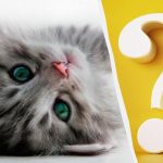 Nur Menschen mit hohem IQ können eine Katze im Garten