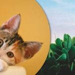 Nur wer aufmerksam ist, findet eine Katze unter den Kakteen: