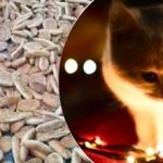 Optische Täuschung für Menschen mit Adleraugen: Nur Genies können eine