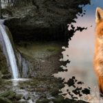 Optische Täuschung mit einem unauffälligen Hinweis: Sie müssen den Fuchs