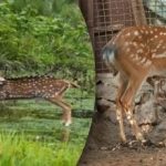 Verschlungene optische Täuschung: Nur wenige werden das Raubtier finden und