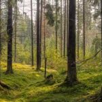 Welches Tier ist auf dem Bild versteckt: Nur wenige erraten