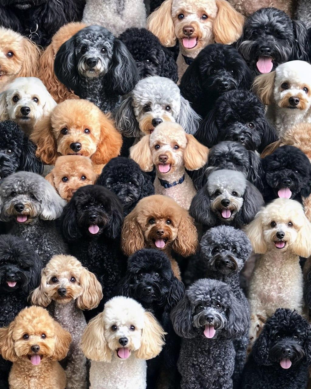 Es ist notwendig, das Schaf auf dem optischen Rätsel / Collage Moje zu finden