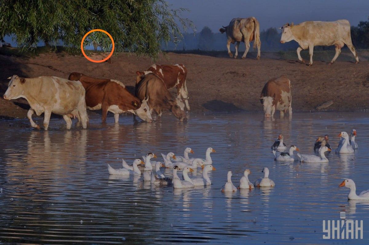 Der Hund war unter den Zweigen des Baumes / Collage mit Moje Foto