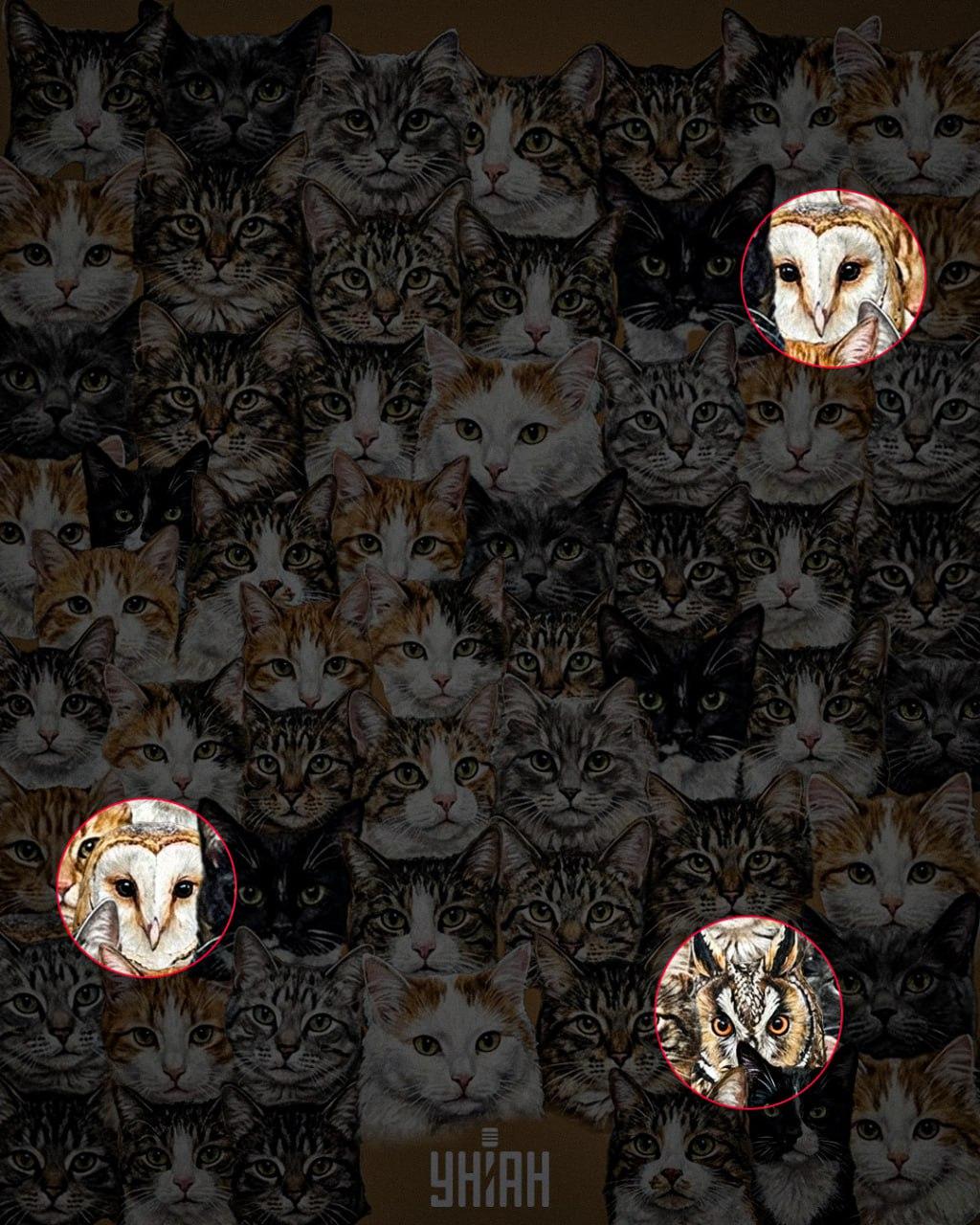 97% der Menschen können in 10 Sekunden keine 3 Eulen unter Katzen finden: eine erstaunliche optische Täuschung