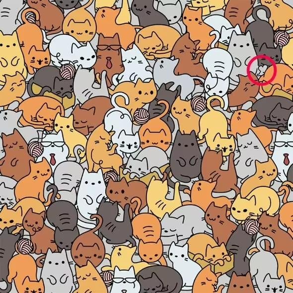 Lösung / Everypaw Pet Insurance