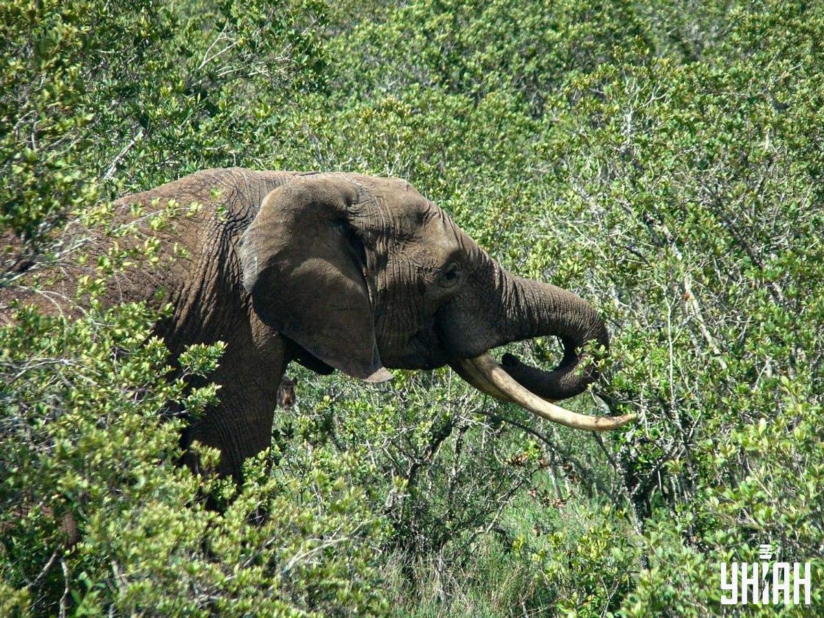 Ein Wildschwein in nur 10 Sekunden finden / Collage mit Moje Foto