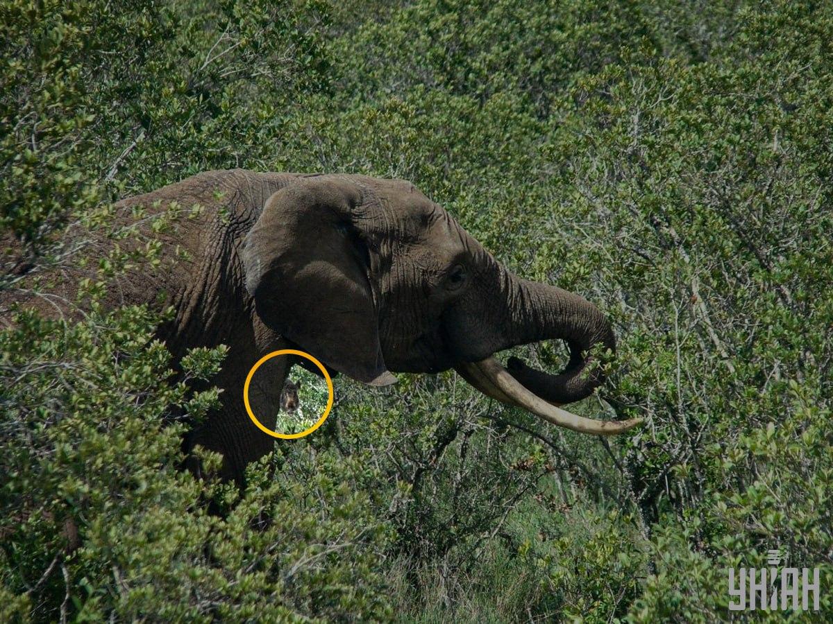 Das Wildschwein war fast in der Mitte des Puzzles / Collage mit Moje Foto