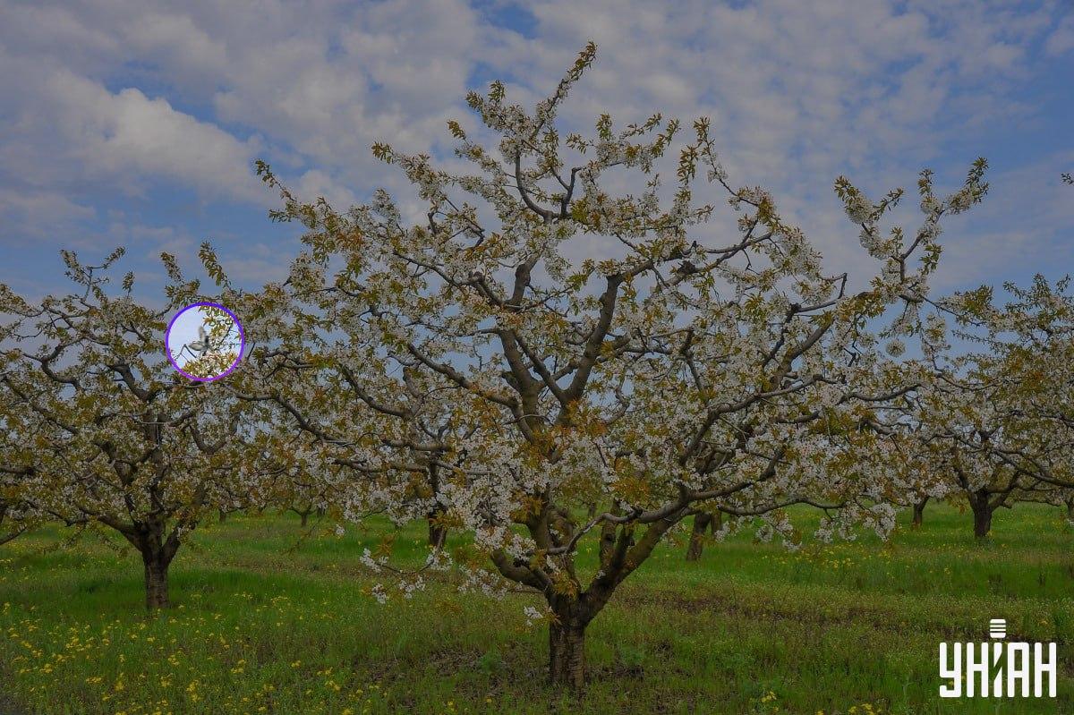 Der Vogel war in der Nähe der rechten Seite des Bildes / Collage mit Moje Foto