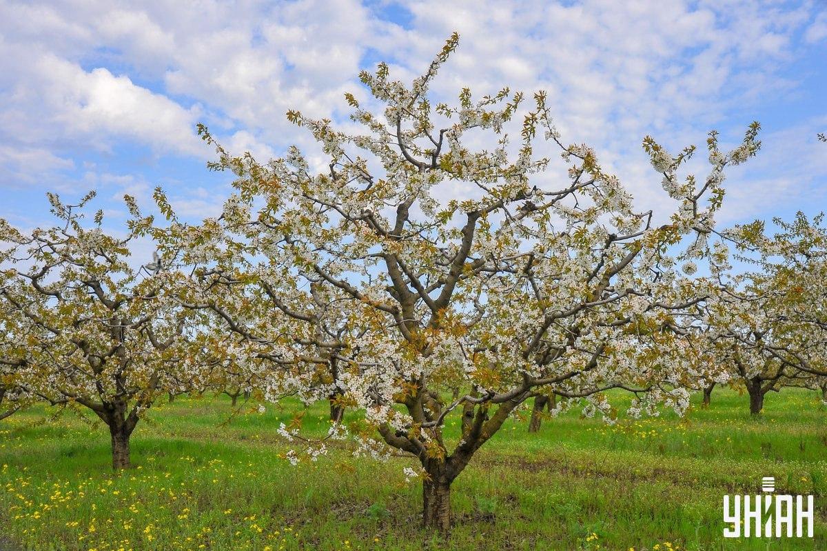 Finden Sie die Taube rechtzeitig auf dem Rätsel / Collage mit Moje Foto