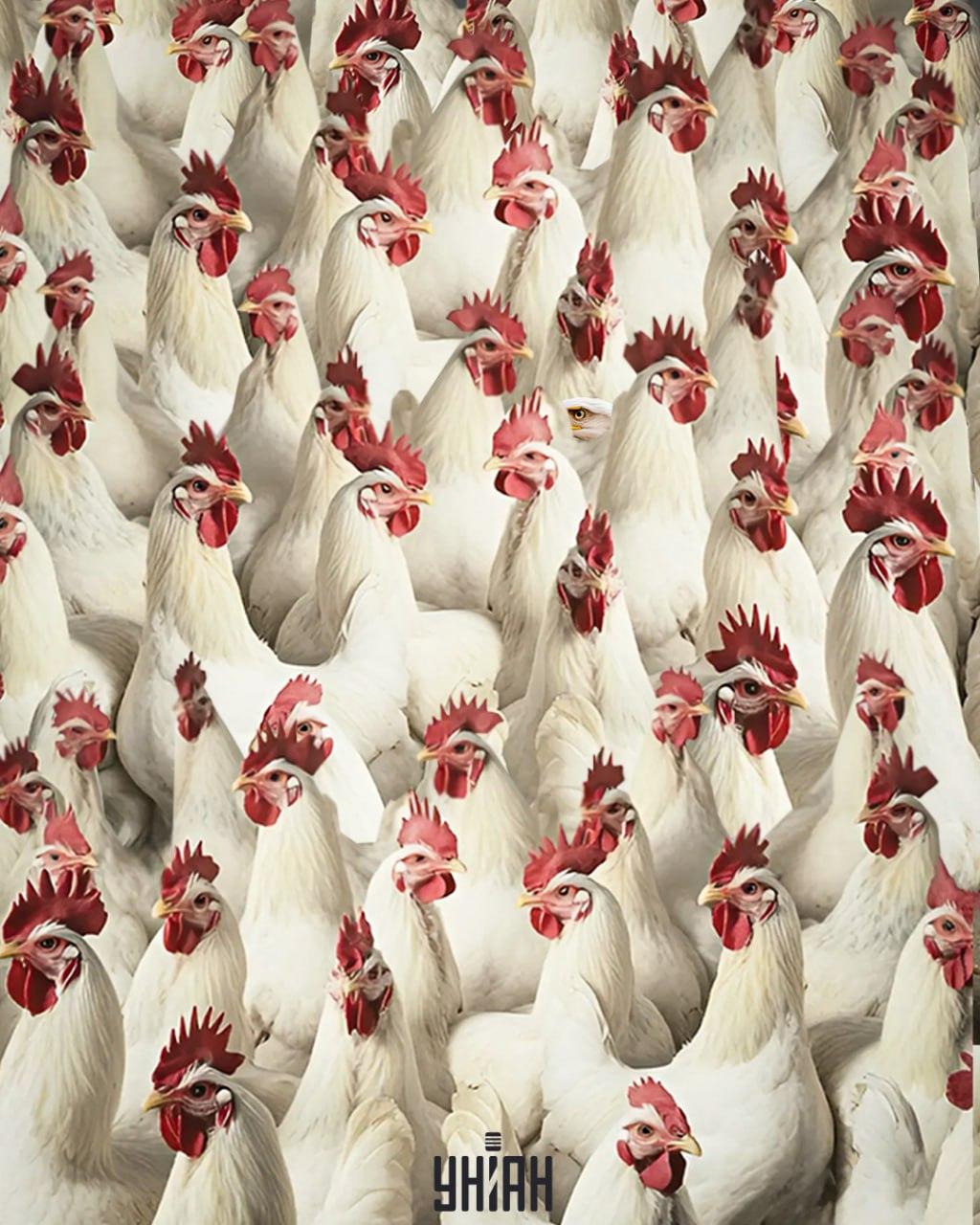 Es dauert 5 Sekunden, einen Adler zu finden / Moje collage