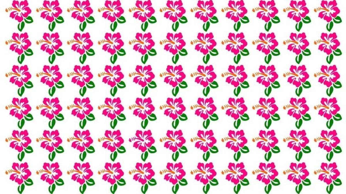 Finde den ungewöhnlichen Hibiskus auf dem Bild / Foto von Fresherslive