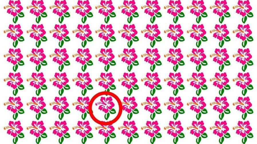 Die Lösung des Rätsels / Foto von Fresherslive