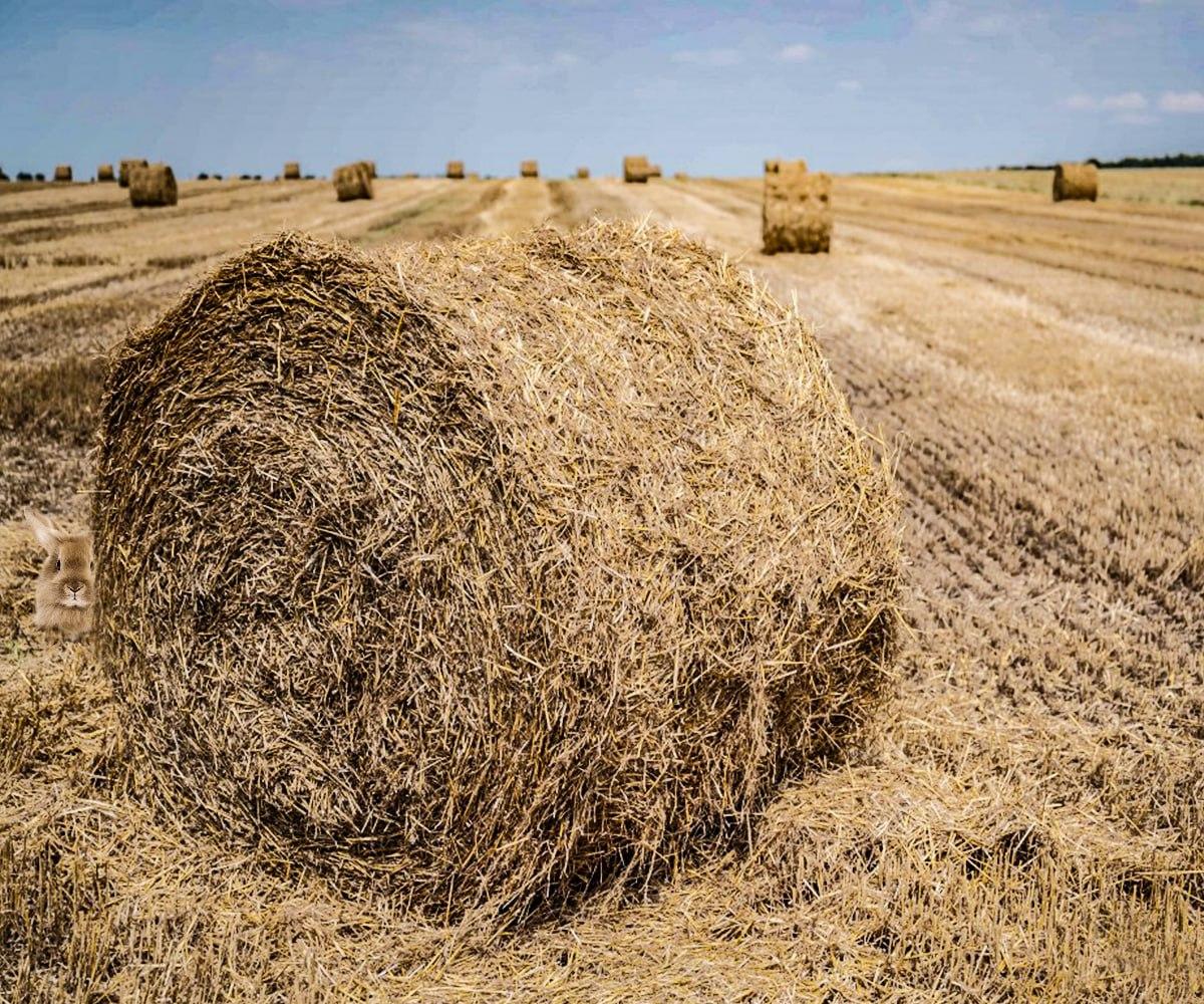 Du hast Sekunden, um ein verstecktes Tier zu finden / Moje collage