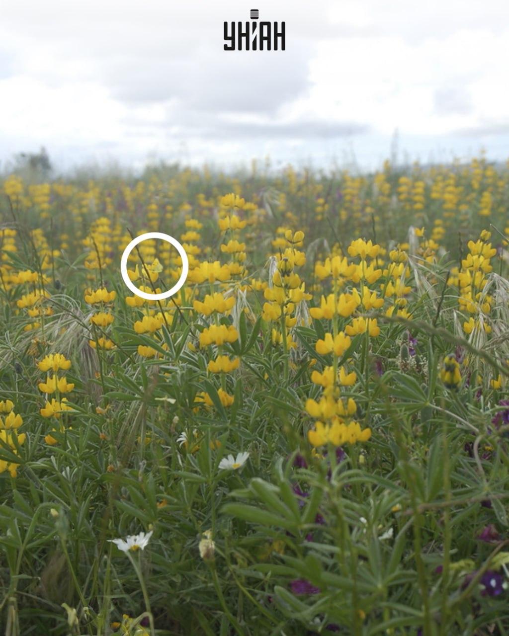 Gelber Schmetterling sitzt auf einer Blume / Moje collage