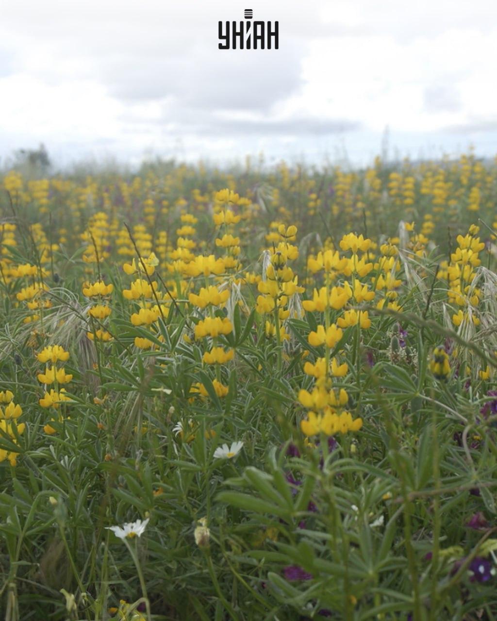 Du sollst einen Schmetterling zwischen Lupinen finden / Moje collage