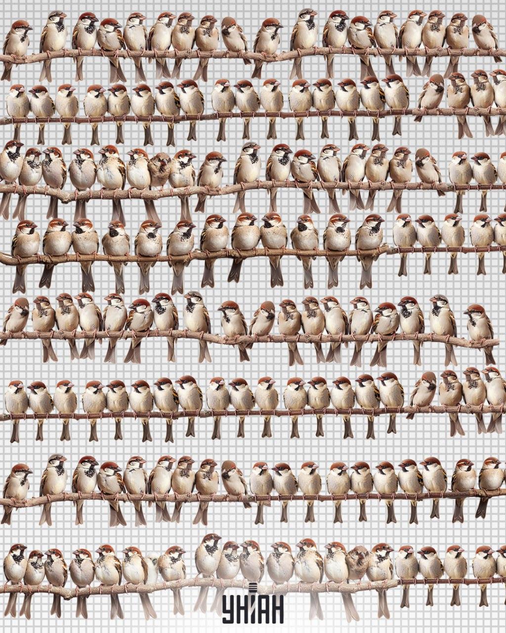 Finde einen schlauen Papagei unter Spatzen in 7 Sekunden / Foto von Moje