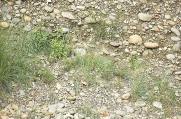 Finde die versteckte Eule / Foto von The Sun / Redit