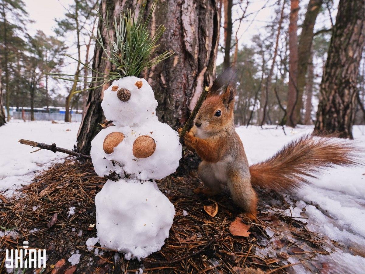 Nur eine verschwindend geringe Anzahl von Menschen wird rechtzeitig einen Hasen im Wald finden / Collage mit Moje-Foto