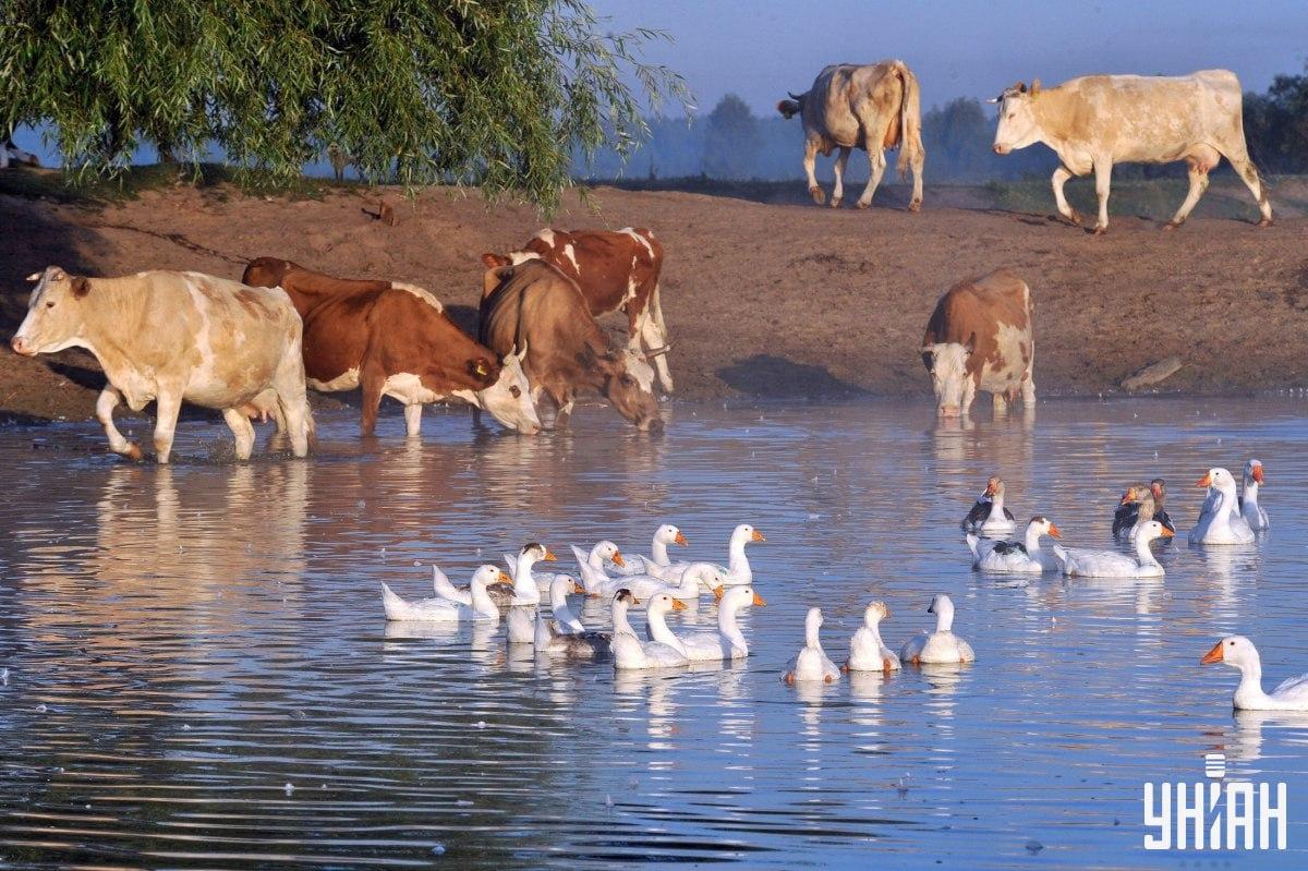 Finde den Hund in weniger als 10 Sekunden / Collage mit Moje Foto