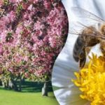 Drei Bienen verstecken sich in Bäumen: nur wenige finden sie in nur 12 Sekunden Drei Bienen verstecken sich in Bäumen: nur wenige finden sie