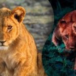 Ein Löwenjunges in nur 8 Sekunden finden: Nur ein Genie