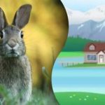 Ein Rätsel für Aufmerksame: Sie müssen das Kaninchen auf dem