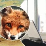 Nur ein Genie findet 4 Tiere in 11 Sekunden: ein