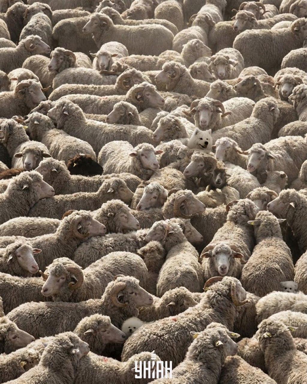 Nur einer von 100 schafft es, alle Hunde auf dem Bild in 12 Sekunden zu finden: ein anspruchsvolles Rätselspiel